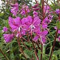 IMG_5169.JPG