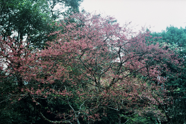 山櫻花