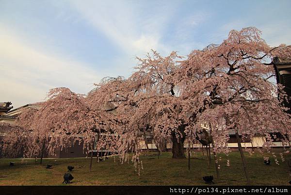 醍醐寺靈寶館超大顆櫻花樹
