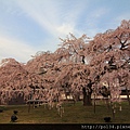 醍醐寺靈寶館超大顆櫻花樹