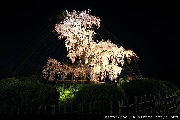 岡山公園夜櫻女王