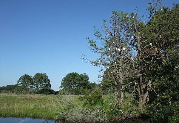 0717 Assateague Island (12).JPG