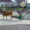 牛過馬路.JPG