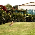 rabbit at golf course