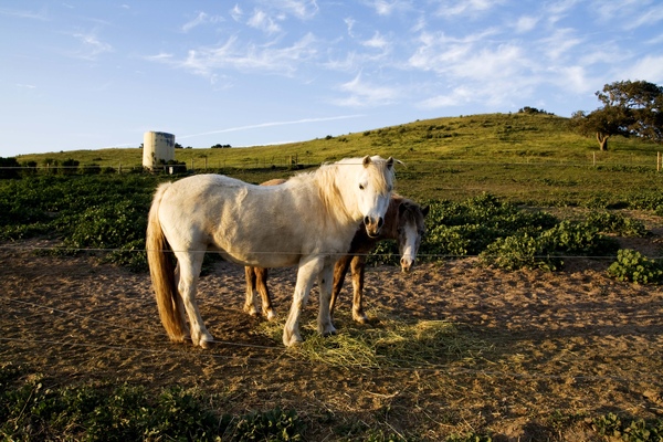 horses at a ranch