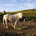 horses at a ranch