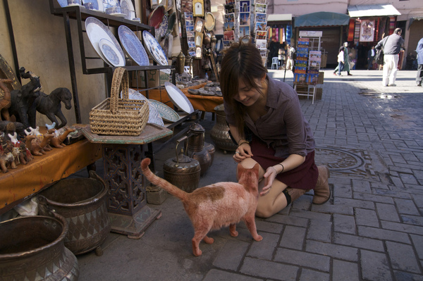 pink cat in marrakech