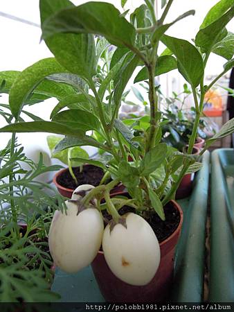 陽台植物 Yves 痞客邦