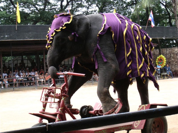 大象騎三輪車