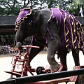 大象騎三輪車