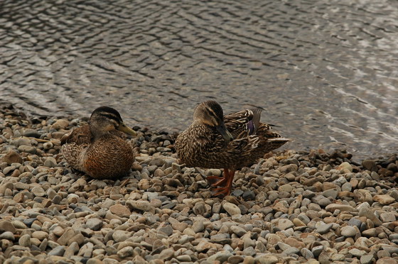 duck