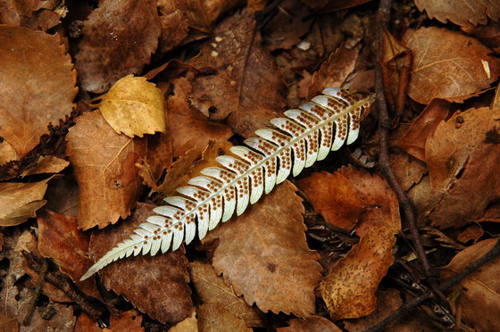 leaf