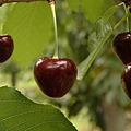 heart of cherry