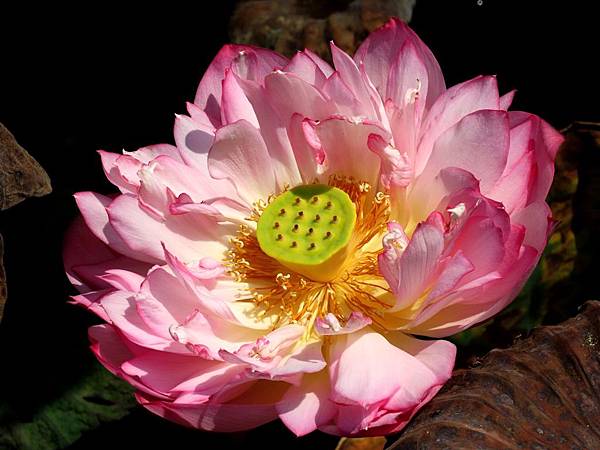 祝福筠媽生日快樂誌