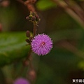 IMG_2940.jpg