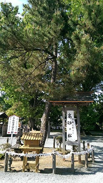 阿蘇神社百年松