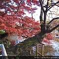 井之頭公園~吉祥寺