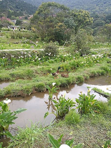 2019.03.06苗榜海芋園_190306_0041.jpg