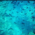 潛水船的海底生物