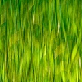 grass