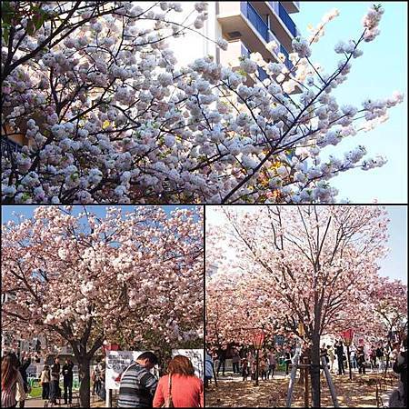八重.桜の花