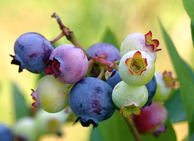 藍莓 Blueberries