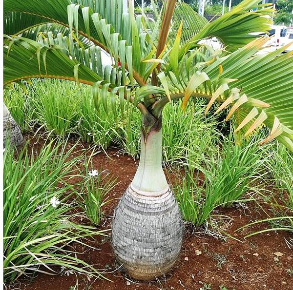 bottle palm.jpg