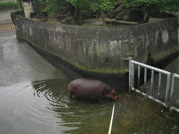 孤單的河馬