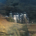 黑腳企鵝