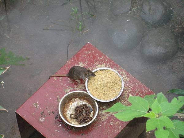 偷吃鳥兒先生飼料的胖老鼠