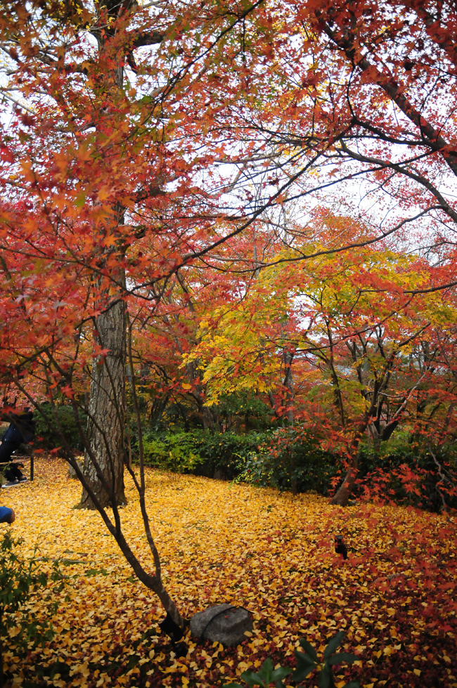 常寂光寺