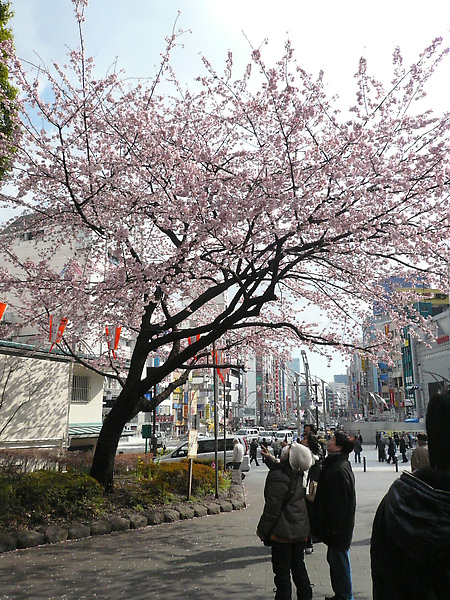 公園前的梅花樹