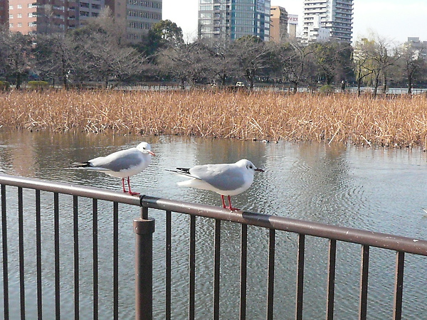 池邊有超多不同種類的鳥禽