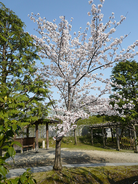 日本庭園內的櫻花