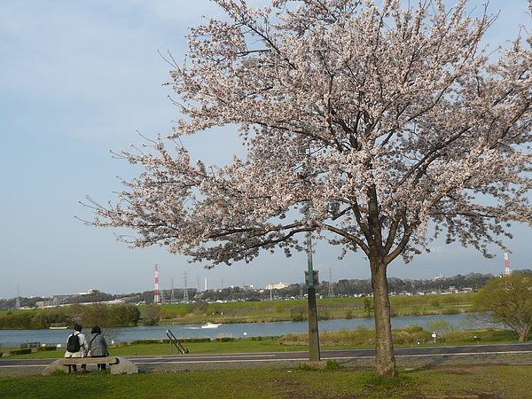 葛飾柴又公園的櫻花