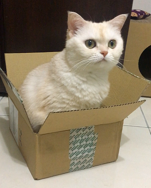 IMG_5763.PNG 寵物益生菌實測