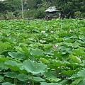 蓮花池