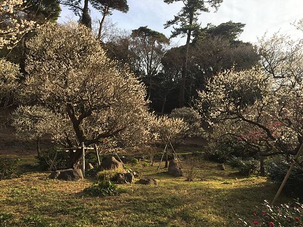 2018年日本冬季大禮包心得，蒐集絕美冬景的12天之旅