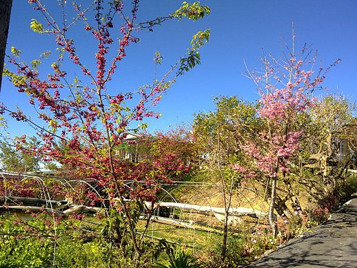 清靜淳境景觀山莊漂亮的櫻花02.jpg