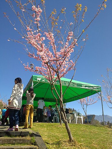 清靜農場漂亮的櫻花05.jpg