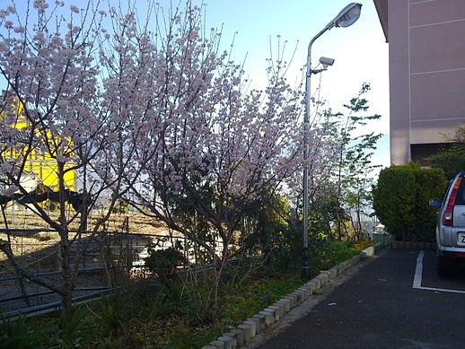 清靜淳境景觀山莊漂亮的白色櫻花01.jpg