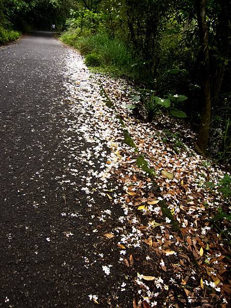 2013藤山桐花-0211