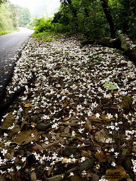 2013藤山桐花-0213