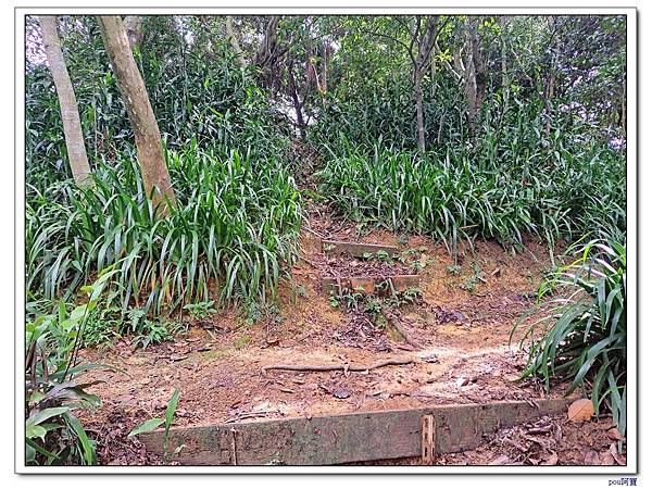 土城 大尖山 牛埔頭山