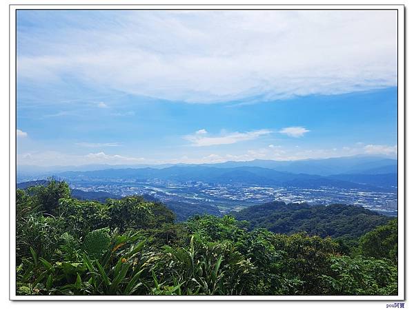 鶯歌 百年大榕樹 福源山步道