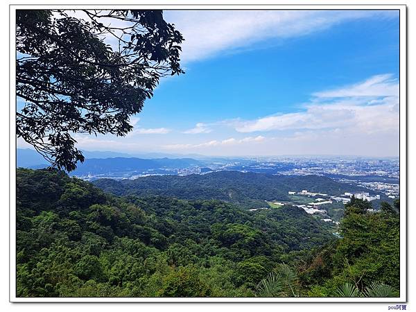 鶯歌 百年大榕樹 福源山步道