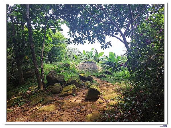 鶯歌 百年大榕樹 福源山步道