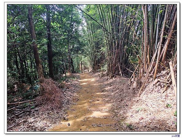 鶯歌 百年大榕樹 福源山步道