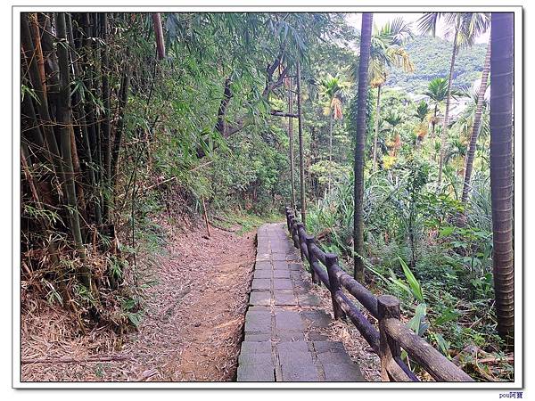 鶯歌 百年大榕樹 福源山步道