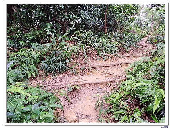 台北 富陽生態公園 中埔山東峰 軍功山 中埔山 福州山